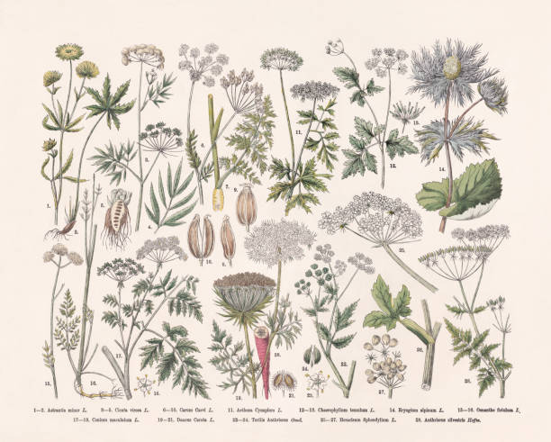 illustrations, cliparts, dessins animés et icônes de plantes à fleurs (apiaceae), gravure sur bois colorée à la main, publiée en 1887 - cerfeuil sauvage