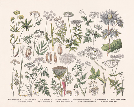 Flowering plants (Apiaceae): 1-2) Lesser masterwort (Astrantia minor); 3-5) Cowbane (Cicuta virosa); 6-10) Caraway (Carum carvi); 11) Poison parsley (Aethusa cynapium); 12-13) Rough chervil (Chaerophyllum temulum); 14) Alpine sea holly (Eryngium alpinum); 15-16) Tubular water-dropwort (Oenanthe fistulosa) 17-18) Hemlock (Conium maculatum); 19-21) Wild carrot (Daucus carota); 22-24) Japanese hedge parsley (Torilis japonica, or Torilis anthriscus); 25-27) Hogweed (Heracleum sphondylium); 28) Cow parsley (Anthriscus sylvestris). Hand-colored wood engraving, published in 1887.