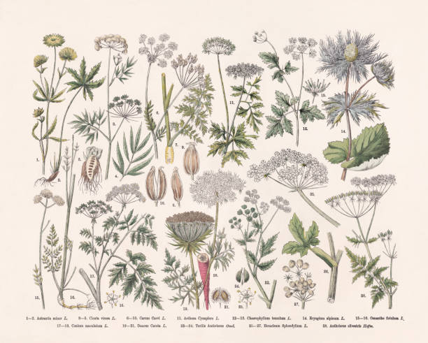 Flowering plants (Apiaceae), hand-colored wood engraving, published in 1887 Flowering plants (Apiaceae): 1-2) Lesser masterwort (Astrantia minor); 3-5) Cowbane (Cicuta virosa); 6-10) Caraway (Carum carvi); 11) Poison parsley (Aethusa cynapium); 12-13) Rough chervil (Chaerophyllum temulum); 14) Alpine sea holly (Eryngium alpinum); 15-16) Tubular water-dropwort (Oenanthe fistulosa) 17-18) Hemlock (Conium maculatum); 19-21) Wild carrot (Daucus carota); 22-24) Japanese hedge parsley (Torilis japonica, or Torilis anthriscus); 25-27) Hogweed (Heracleum sphondylium); 28) Cow parsley (Anthriscus sylvestris). Hand-colored wood engraving, published in 1887. cow parsley stock illustrations