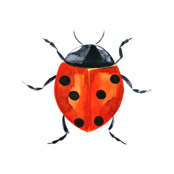 colorful insects, worms and bugs for web design. - 班蝥 圖片 幅插畫檔、美工圖案、卡通及圖標