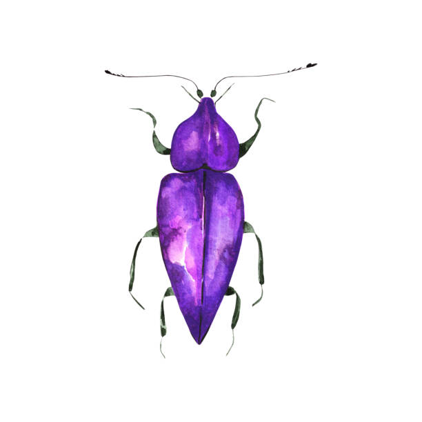 colorful insects, worms and bugs for web design. - 班蝥 幅插畫檔、美工圖案、卡通及圖標