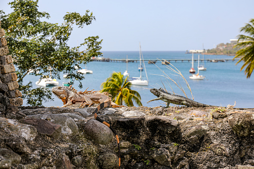 Iguana in Fort-Saint-Louis, Fort-de-France, Martinique, French Antilles