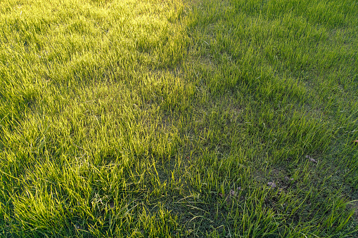 Sunlight illuminates half the lawn