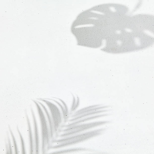 istock White background with shadows and leaves. Minimal composition - concrete wall and hard shadows of the palm and monstera. Elegant poster of natural elements. 1395551888