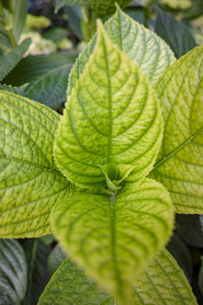 Closeup photo of hydrangea leaves