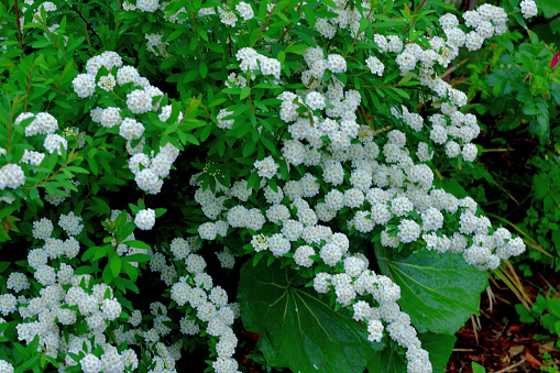 Spiraea cantoniensis, also called Bridal-wreath Spiraea, Cape May, Double white May, May bush, and Reeve's Spiraea, is a deciduous perennial shrub typically grown as an ornamental plant in gardens and parks. The plant can reach a height of about 2 meters, tends to be twiggy and spreading into a fountain-like form, and displays frothy clusters of white flowers along the terminal of arching branches. The bush blooms in April and May; hence the common name of May bush.