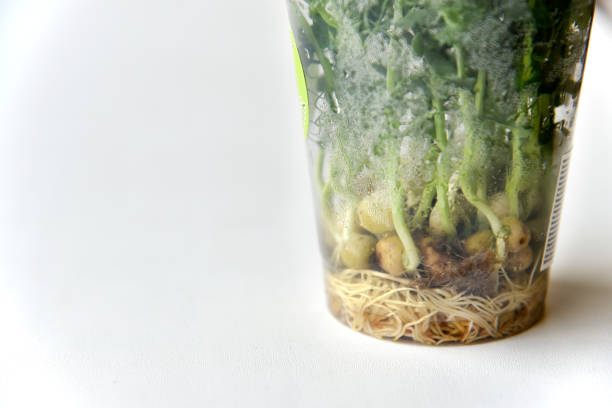 istock Sprouted seeds and stems of peas in a jar 1395553568