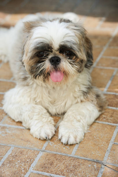 istock Cute Shih Tzu dog. 1395555078