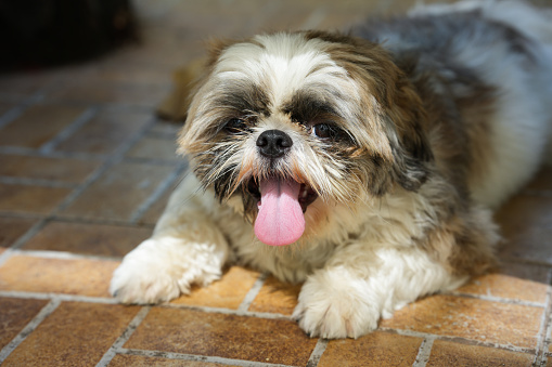 Shih Tzu dog with sitting pose on ground.