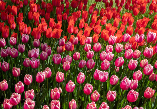 istock Red  and pink tulips in garden 1395555166