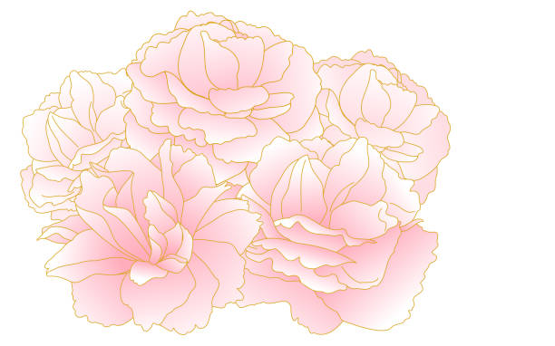 ilustraciones, imágenes clip art, dibujos animados e iconos de stock de flores y plantas de primavera, grupos de cerezo de doble flor de gradiente rosa (cereza de peonía). - spring nature life events arrangement