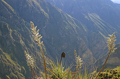 Amazing Puya Weberbaueri Flowers at Colca Canyon,  Peruvian Altiplano, Arequipa Region, Peru, South America