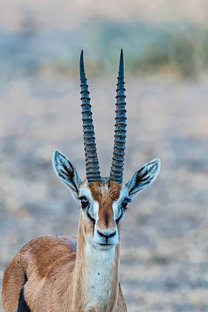 The Thomson's gazelle (Eudorcas thomsonii) is one of the best-known gazelles. It is named after explorer Joseph Thomson and, as a result, is sometimes referred to as a "tommie". Amboseli National Park, Kenya. stock photo