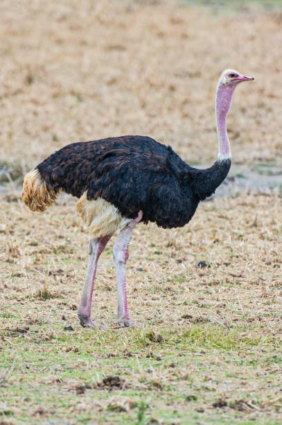 The Ostrich or Common Ostrich, (Struthio camelus), is one or two species of large flightless birds native to Africa. The fastest land speed of any bird. The Ostrich is the largest living species of bird and lays the largest egg of any living bird. Amboseli National Park, Kenya. el avestruz o avestruz común, (struthio camelus), es una o dos especies de grandes aves no voladoras nativas de África. la velocidad terrestre más rápida de cualquier ave. el avestruz es la especie viva más grande de ave y pone el huevo más grande de