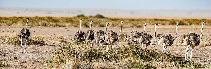The Ostrich or Common Ostrich, (Struthio camelus), is one or two species of large flightless birds native to Africa. The fastest land speed of any bird. The Ostrich is the largest living species of bird and lays the largest egg of any living bird. Amboseli National Park, Kenya. A group of young ostrich.