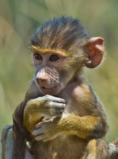 The yellow baboon (Papio cynocephalus) is a baboon in the family of Old World monkeys. The species epithet means "dog-head" in Greek, due to the dog-like shape of the muzzle and head. Yellow baboons have slim bodies with long arms and legs, and yellowish-brown hair. Amboseli National Park, Kenya. Young baboon.