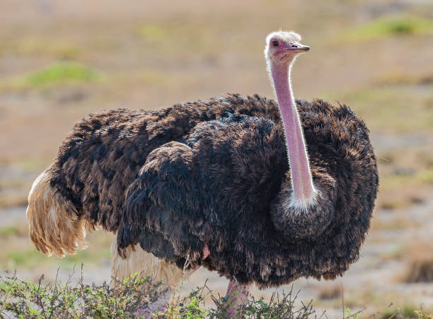 The Ostrich or Common Ostrich, (Struthio camelus), is one or two species of large flightless birds native to Africa. The fastest land speed of any bird. The Ostrich is the largest living species of bird and lays the largest egg of any living bird. Amboseli National Park, Kenya. el avestruz o avestruz común, (struthio camelus), es una o dos especies de grandes aves no voladoras nativas de África. la velocidad terrestre más rápida de cualquier ave. el avestruz es la especie viva más grande de ave y pone el huevo más grande de