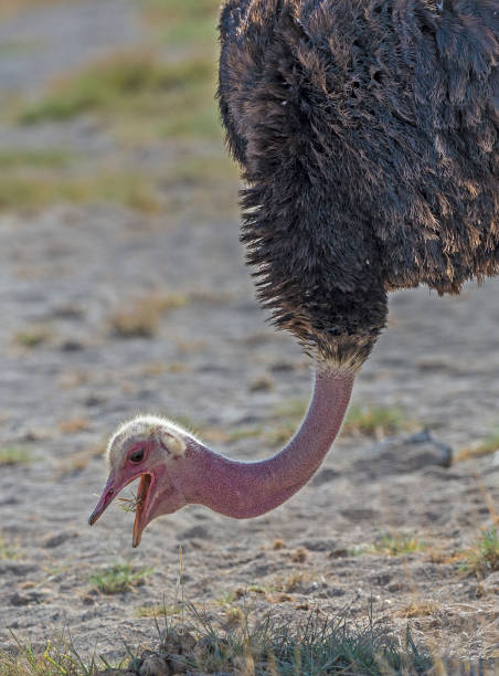 The Ostrich or Common Ostrich, (Struthio camelus), is one or two species of large flightless birds native to Africa. The fastest land speed of any bird. The Ostrich is the largest living species of bird and lays the largest egg of any living bird. Amboseli National Park, Kenya. el avestruz o avestruz común, (struthio camelus), es una o dos especies de grandes aves no voladoras nativas de África. la velocidad terrestre más rápida de cualquier ave. el avestruz es la especie viva más grande de ave y pone el huevo más grande de