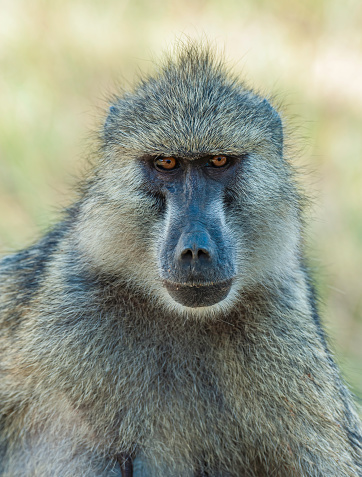 The olive baboon (Papio anubis), also called the Anubis baboon, is a member of the family Cercopithecidae Old World monkeys. The species is the most wide-ranging of all baboons.  Amboseli National Park, Kenya.