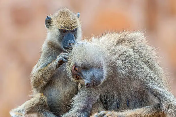 The yellow baboon (Papio cynocephalus) is a baboon in the family of Old World monkeys. The species epithet means "dog-head" in Greek, due to the dog-like shape of the muzzle and head. Yellow baboons have slim bodies with long arms and legs, and yellowish-brown hair. Amboseli National Park, Kenya. Animals grooming each other.