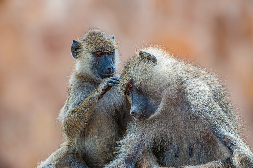 The yellow baboon (Papio cynocephalus) is a baboon in the family of Old World monkeys. The species epithet means 