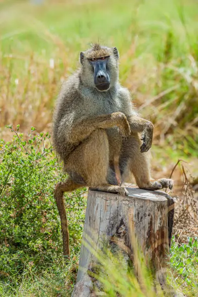 The yellow baboon (Papio cynocephalus) is a baboon in the family of Old World monkeys. The species epithet means "dog-head" in Greek, due to the dog-like shape of the muzzle and head. Yellow baboons have slim bodies with long arms and legs, and yellowish-brown hair. Amboseli National Park, Kenya.