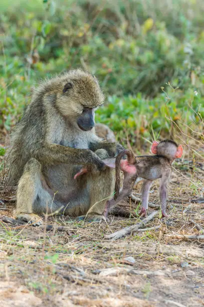 The yellow baboon (Papio cynocephalus) is a baboon in the family of Old World monkeys. The species epithet means "dog-head" in Greek, due to the dog-like shape of the muzzle and head. Yellow baboons have slim bodies with long arms and legs, and yellowish-brown hair. Amboseli National Park, Kenya. Mother and young, with mother holding the baby.