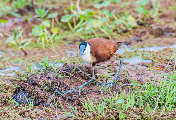 The African Jacana (Actophilornis africana) is a jacana. The jacanas are a group of waders in the family Jacanidae, which are identifiable by their huge feet and claws which enable them to walk on floating vegetation in shallow lakes, their preferred habitat. Amboseli National Park, Kenya. la jacana africana (actophilornis africana) es una jacana. las jacanas son un grupo de limícolas de la familia jacanidae, que son identificables por sus enormes pies y garras que les permiten caminar sobre la vegetación flotante en lagos poco profundos,