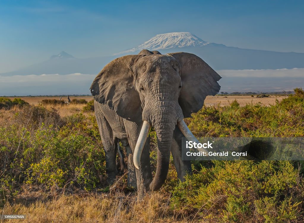 The African bush elephant or African savanna elephant (Loxodonta africana) is the larger of the two species of African elephant. Amboseli National Park, Kenya. Eating a bush while standing in front of Mount Kilimanjaro. Elephant Stock Photo