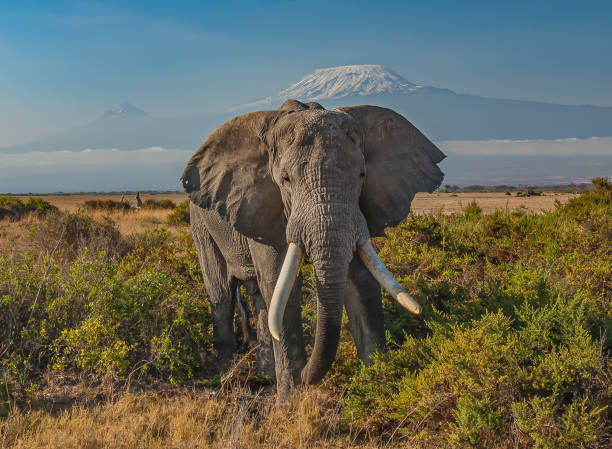The African bush elephant or African savanna elephant (Loxodonta africana) is the larger of the two species of African elephant. Amboseli National Park, Kenya. Eating a bush while standing in front of Mount Kilimanjaro. stock photo