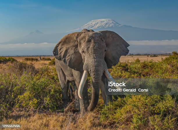 The African Bush Elephant Or African Savanna Elephant Is The Larger Of The Two Species Of African Elephant Amboseli National Park Kenya Eating A Bush While Standing In Front Of Mount Kilimanjaro Stock Photo - Download Image Now