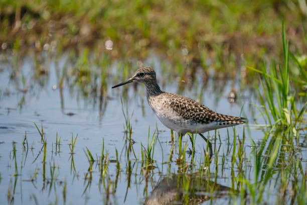 istock Young Wood Sandpiper (Tringa glareola) 1395557542