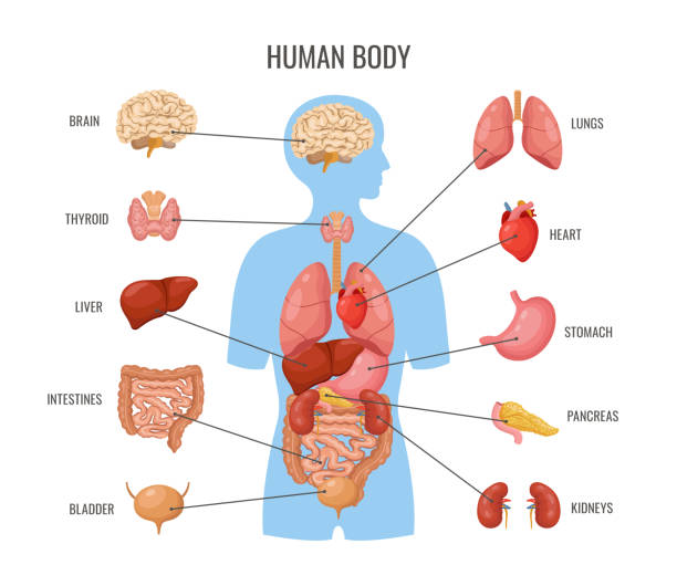 Human body internal organs. Inner organ flat poster, biology medicine banner template. Science anatomy, medical education card. Heart, brain, lungs neoteric vector Human body internal organs. Inner organ flat poster, biology medicine banner template. Science anatomy, medical education card. Heart, brain, lungs vector. Illustration of medical anatomy human human organs stock illustrations