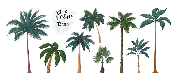 Palm tree. Summer exotic coconut or banana old tree. Tropical plants. Trunks and fronds. Jungle foliage. Retro botanical beach background. Rainforest wood. Vector landscape isolated elements set
