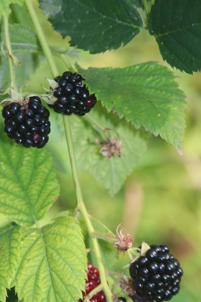istock Plant of blackberries 1395559207
