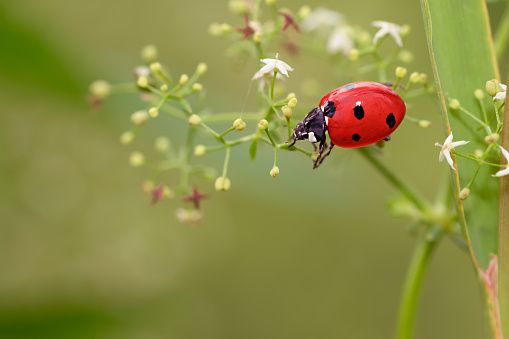 Harmonia axyridis Asian Ladybeetle Insect. Digitally Enhanced Photograph.