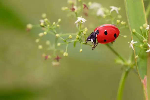 A red bug crawls along a green sprout with white flowers
