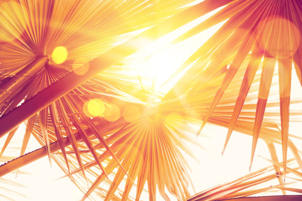 Copy space of silhouette tropical palm tree on sunset sky with bokeh light leak abstract background. Summer vacation and nature travel adventure concept. Pastel tone filter effect color style.