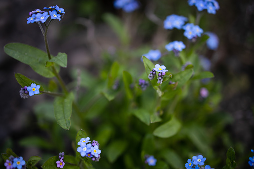 Close up of blue flowers of Lewis flax, Linum lewisii. Zion National Park, Utah, USA.