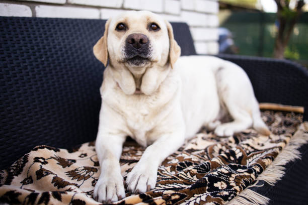 Cute Golden Labrador Retriever on couch