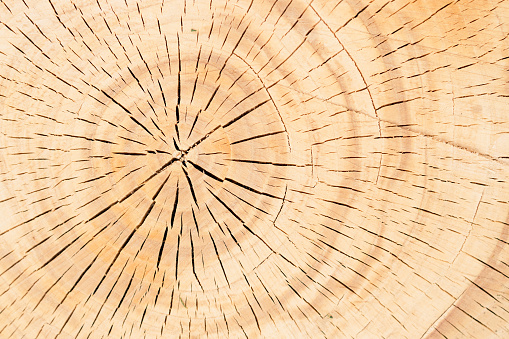 Wood Pattern Tree Plate Background