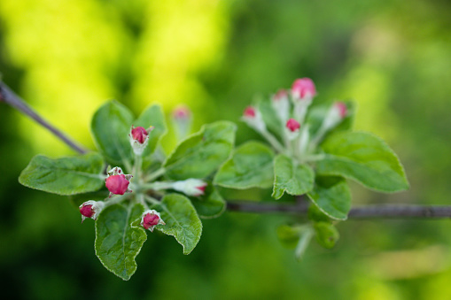 Tree branch with young leaves\