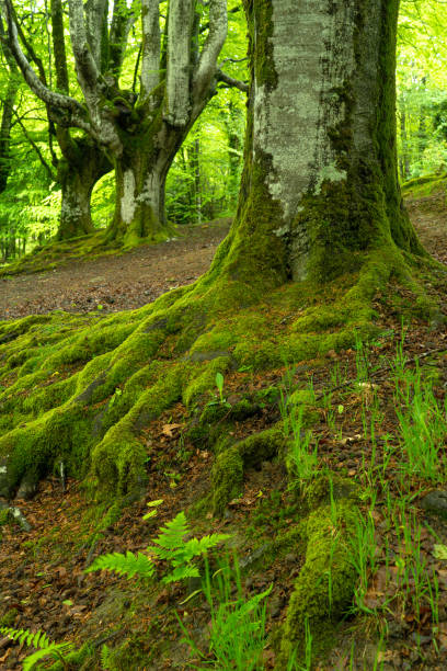 istock Otzareta beech forest with its big old trees in springtime, Basque Country, Spain. 1395563815