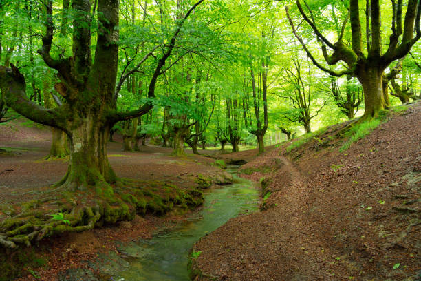 istock Otzareta beech forest with its big old trees in springtime, Basque Country, Spain. 1395563817