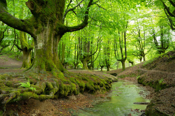 istock Otzareta beech forest with its big old trees in springtime, Basque Country, Spain. 1395563849