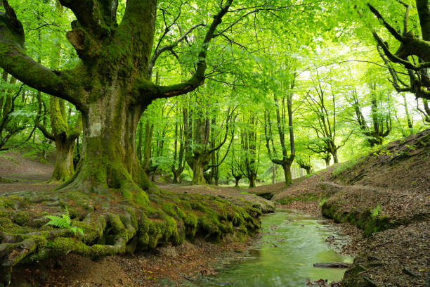 istock Otzareta beech forest with its big old trees in springtime, Basque Country, Spain. 1395563866