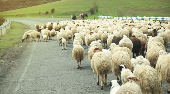 Sheep on a road at Armenia.