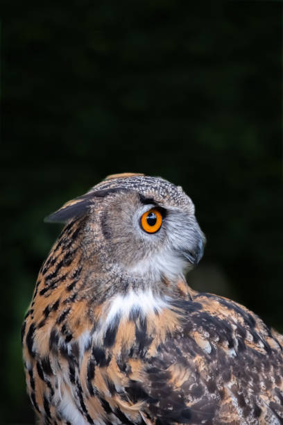istock Close Up Of Eurasian Eagle Owl (Bubo bubo) 1395565088