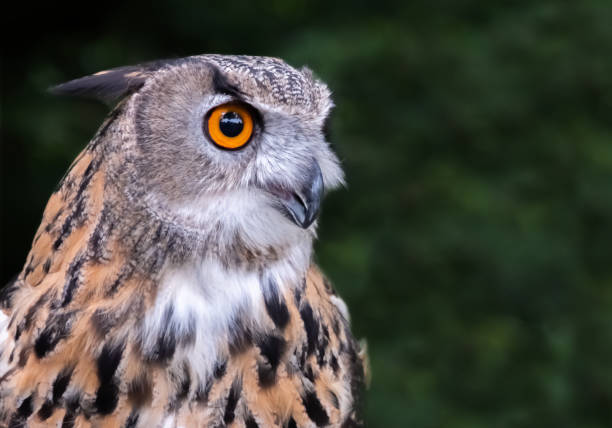 istock Close Up Of Eurasian Eagle Owl (Bubo bubo) 1395565091
