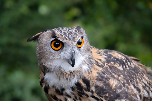 A close up of a Eurasian Eagle Owl